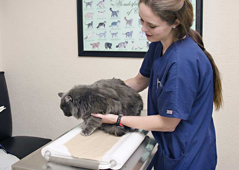 Carousel Slide 2: Cat veterinary care